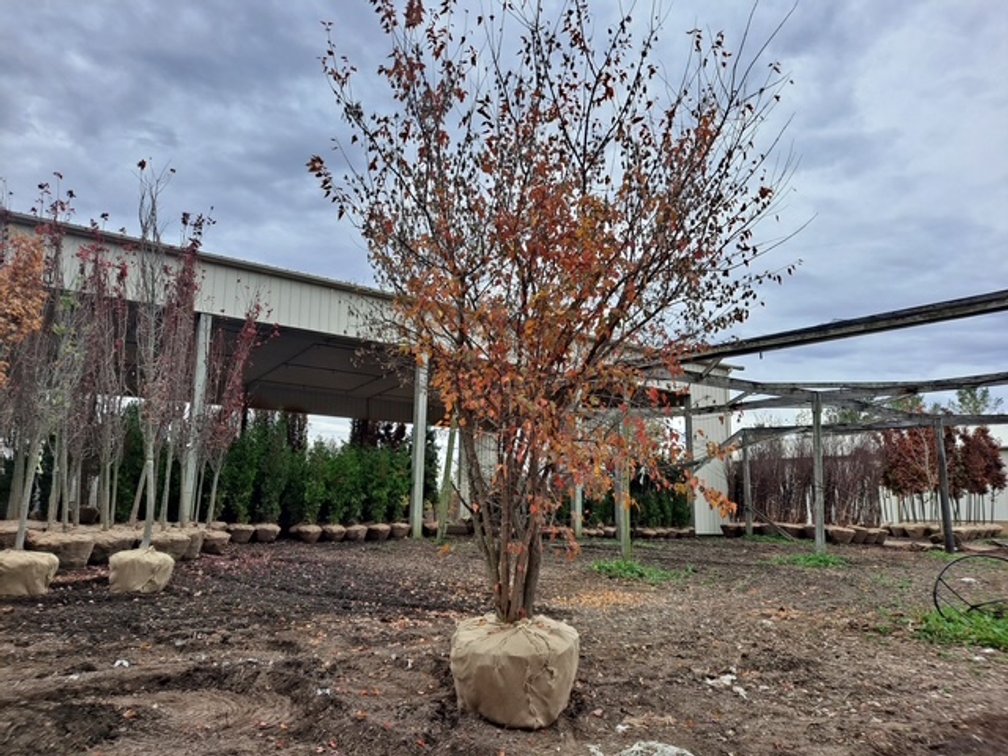 Amur Flame Maple Clump Form (15' - 16'H.)