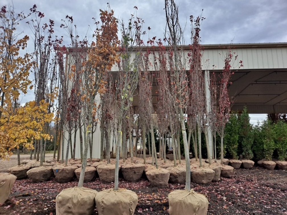 Red Maple Tree  (3 1/2" - 4" dia.)