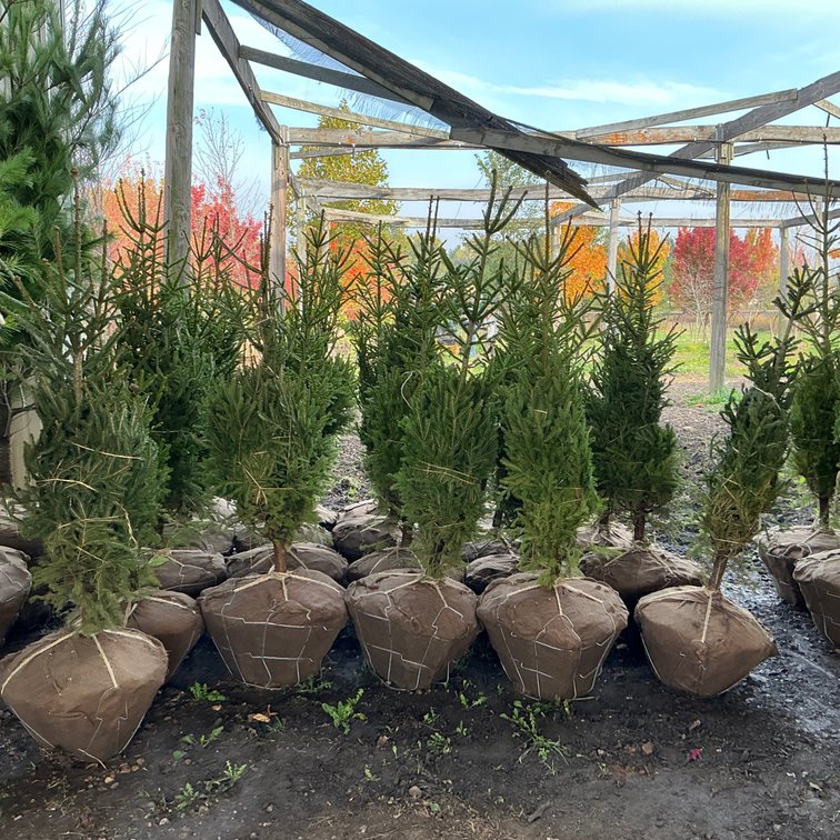 Norway Spruce Tree (5'H.)