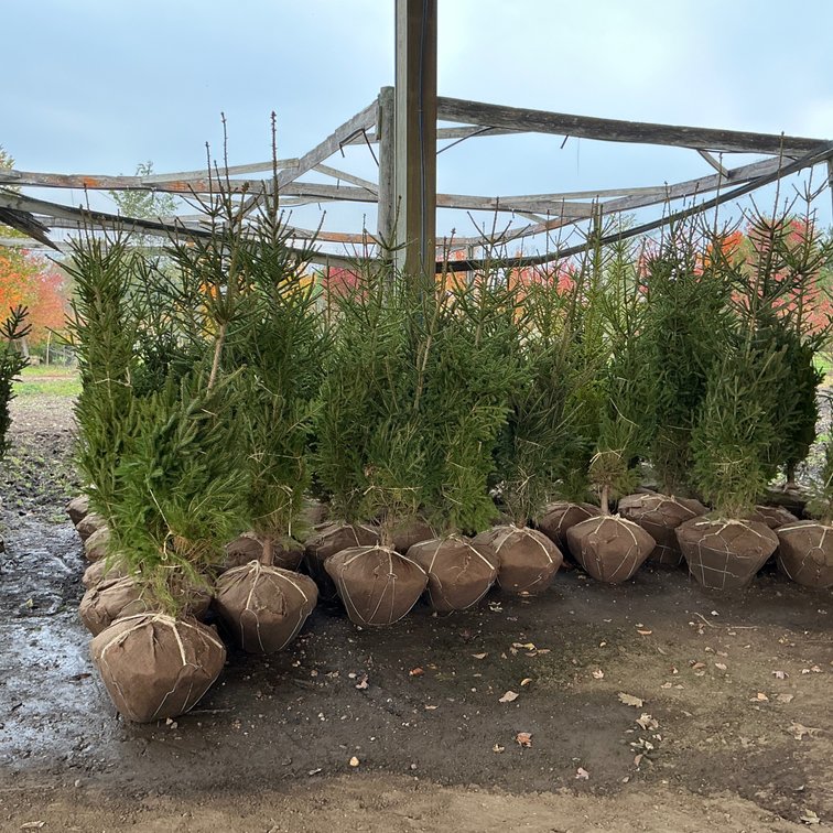 Norway Spruce Tree (6' - 8'H.)