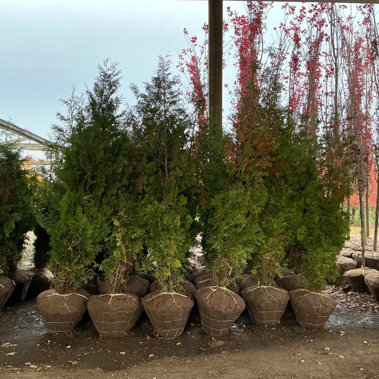 American Arborvitae (9' - 10'H.)