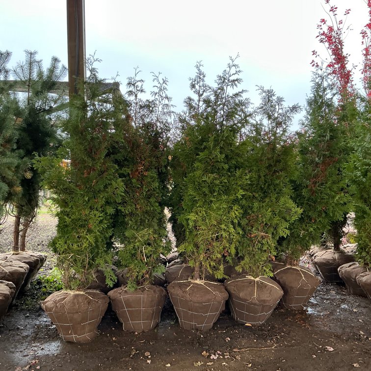 American Arborvitae (7' - 8'H.)