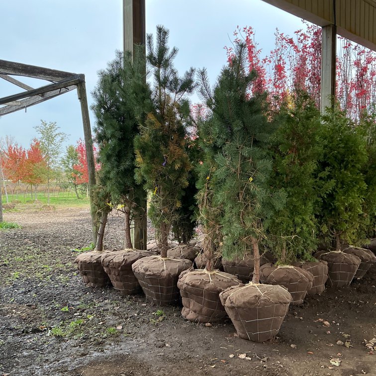 Scotch Pine (9' - 10'H.)