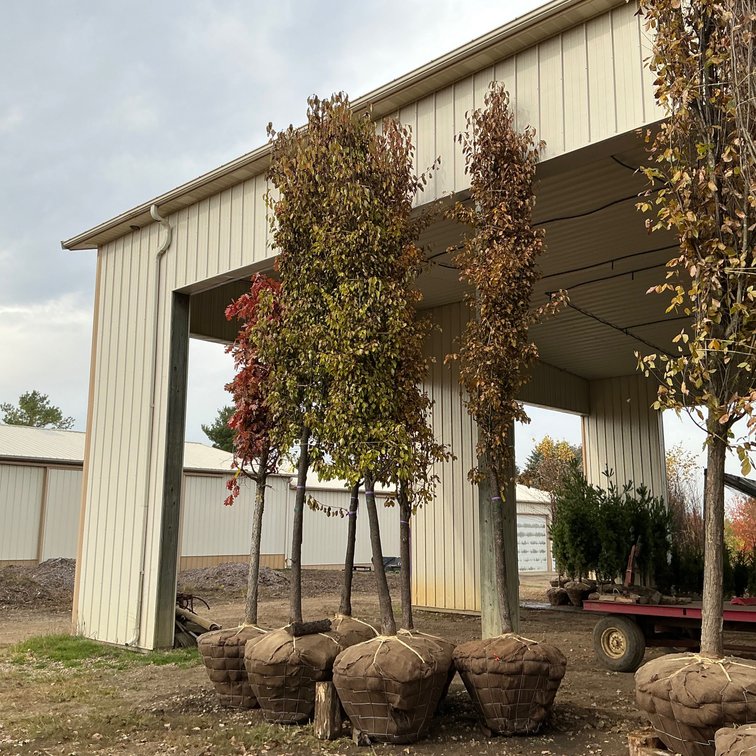 Aristocrat Pear Tree (4" - 4 1/2" dia.)