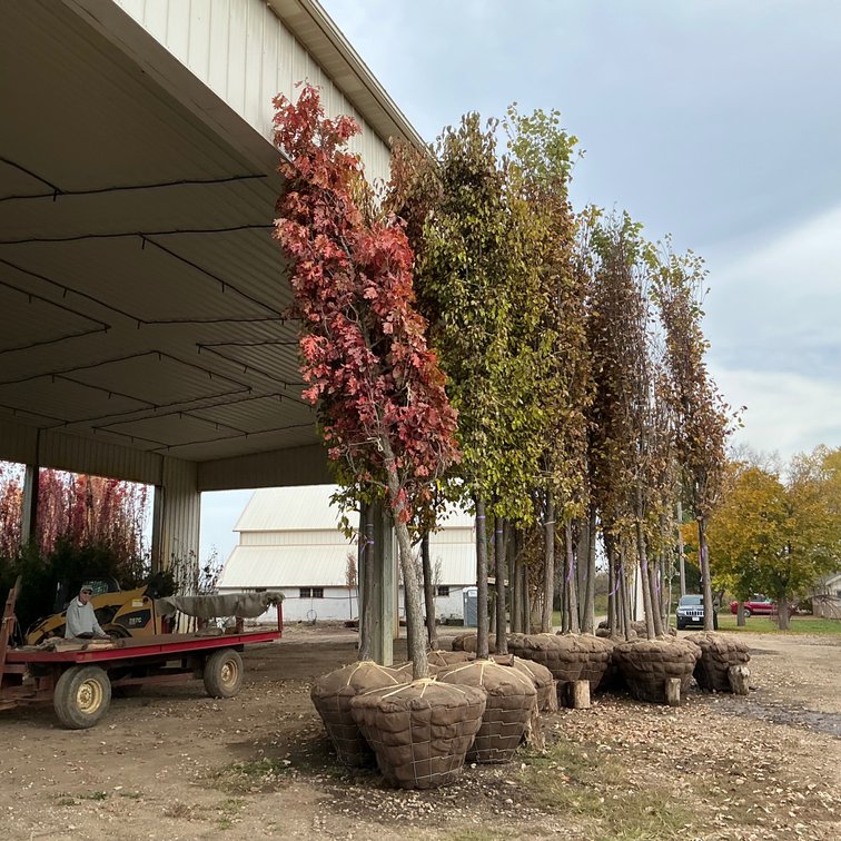 White Oak Tree (5 1/2" dia.)