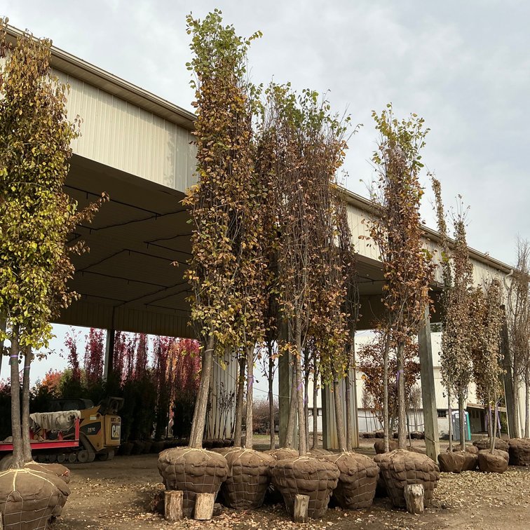 Princeton Elm Tree (5" - 5 1/2" dia.)