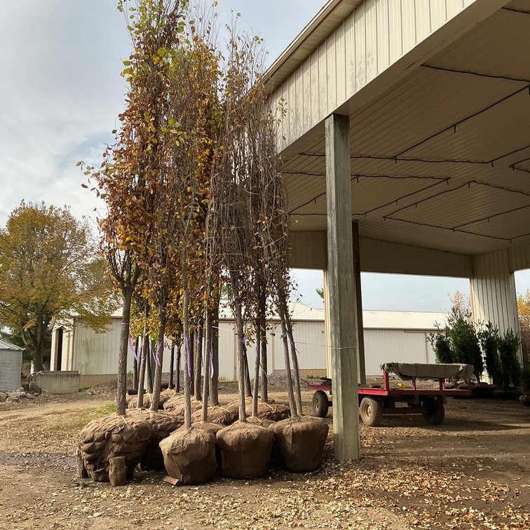 Princeton Elm Tree (3 1/2" - 4" dia.)