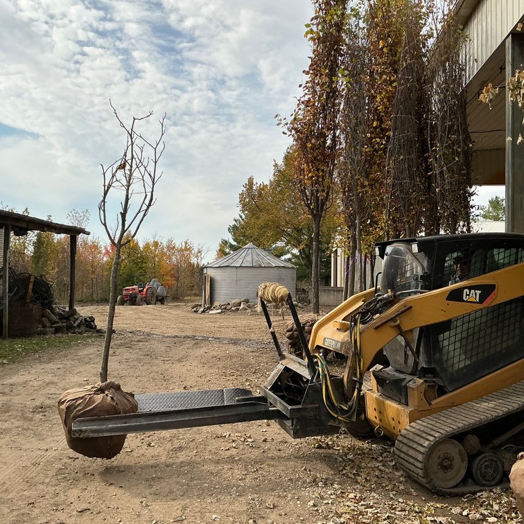 Yellow Buckeye Tree  (2" dia.)