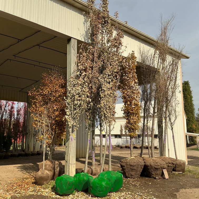 Marmo Maple Tree  (3" - 3 1/2" dia.)
