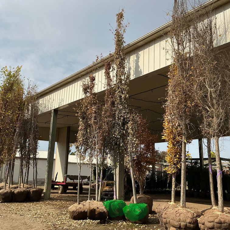 Marmo Maple Tree  (4" - 4 1/2" dai.)