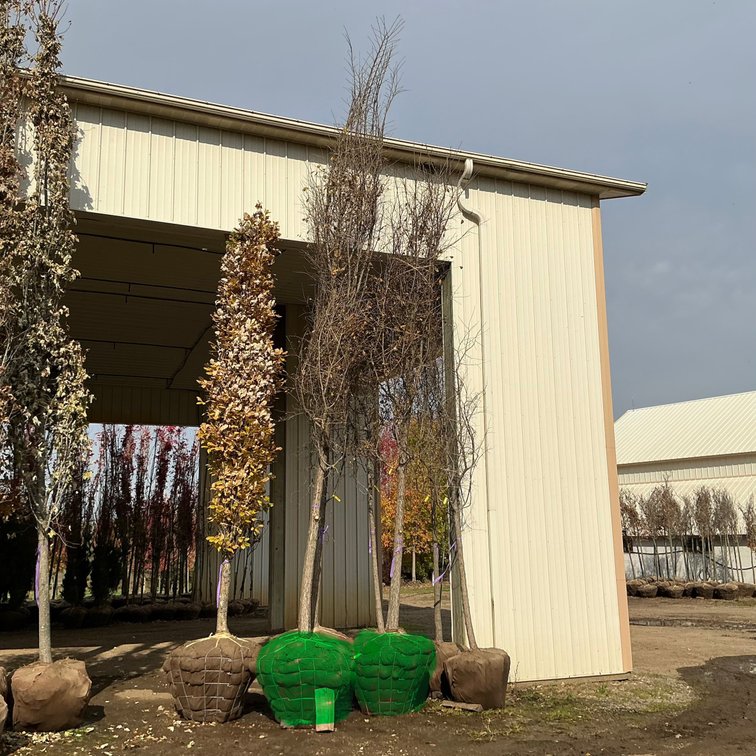 Accolade Elm Tree  (4 1/2" dia.)