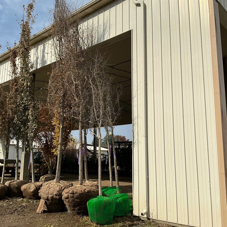 Accolade Elm Tree  (3" - 3 1/2" dia.)
