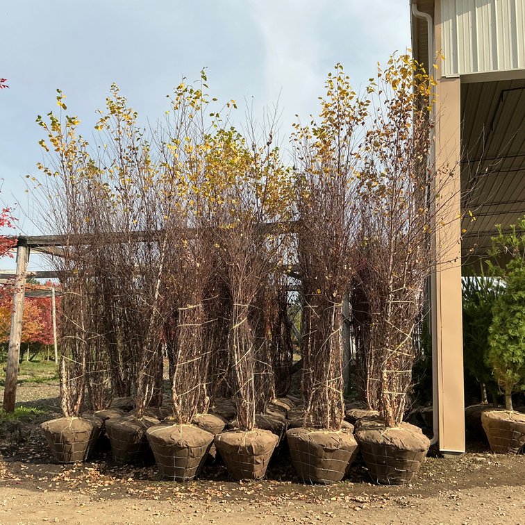Heritage River Birch Tree (14' - 15'H.)