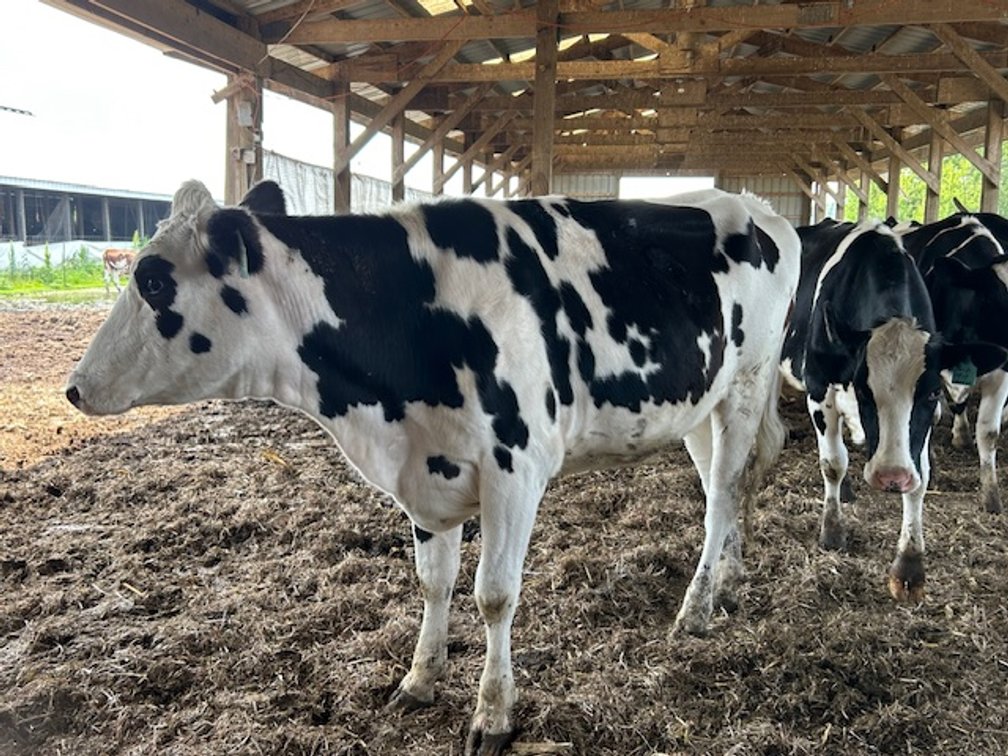 Image for DELETE:  A & D OLSON FARMS - AL & JANE OLSON