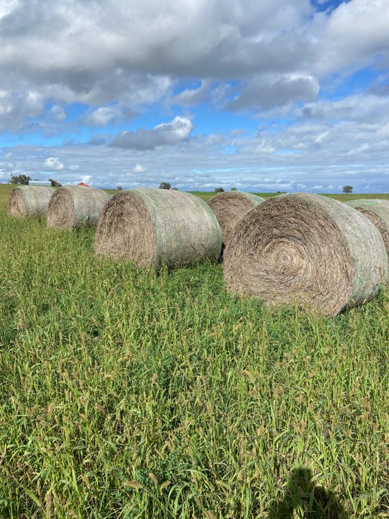 (10 bales) hay