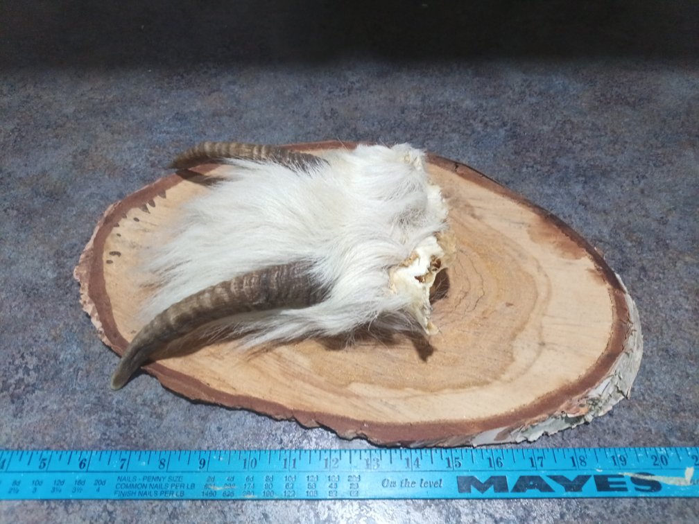 Mounted Goat Horns