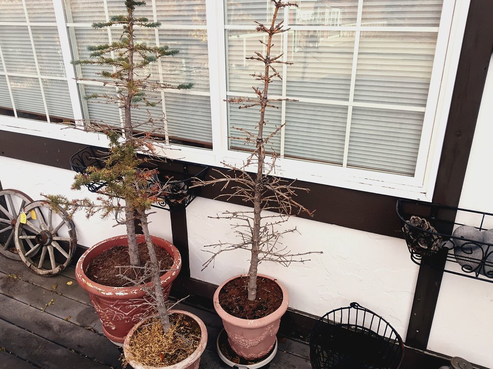 Outdoor Planter Collection with Decorative Ducks & Pinecones