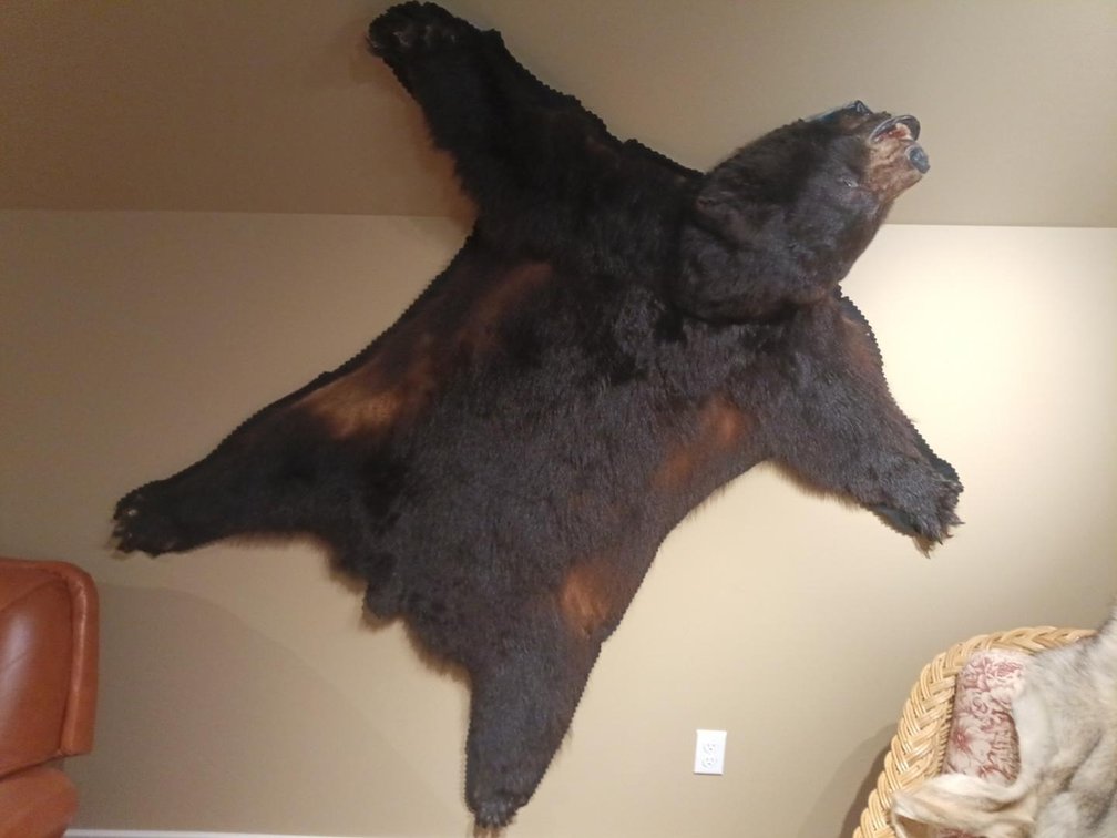 Black Bear Taxidermy Rug with Mounted Head – 74" Long