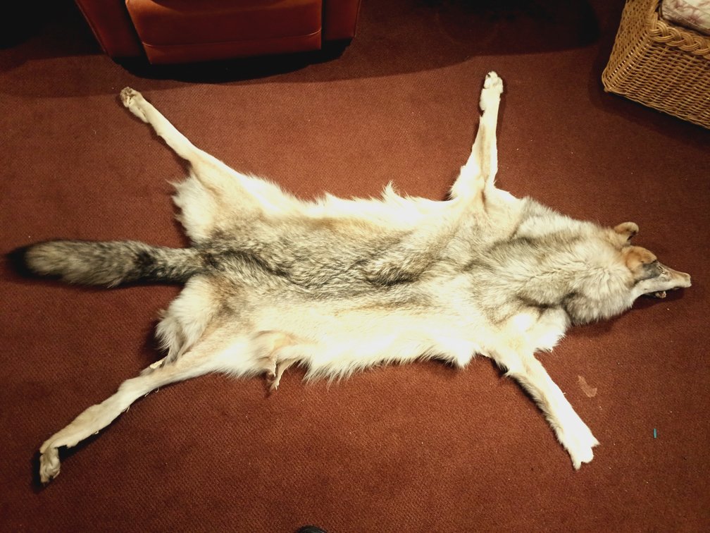 Alaskan Wolf Taxidermy Pelt – 79" Long