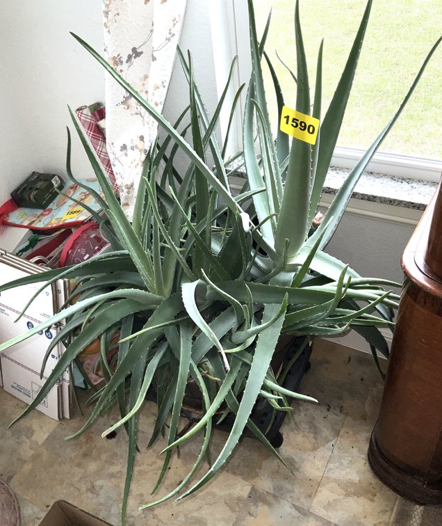 Large Aloe Plant