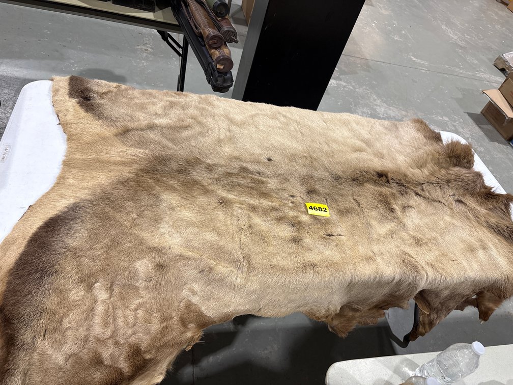 1-Elk Skin Rug