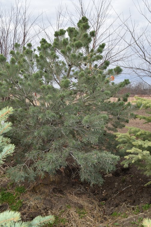 Spring Tree Auction