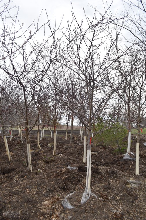 Spring Tree Auction
