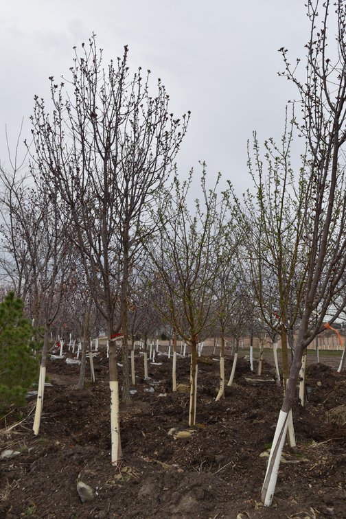 Spring Tree Auction