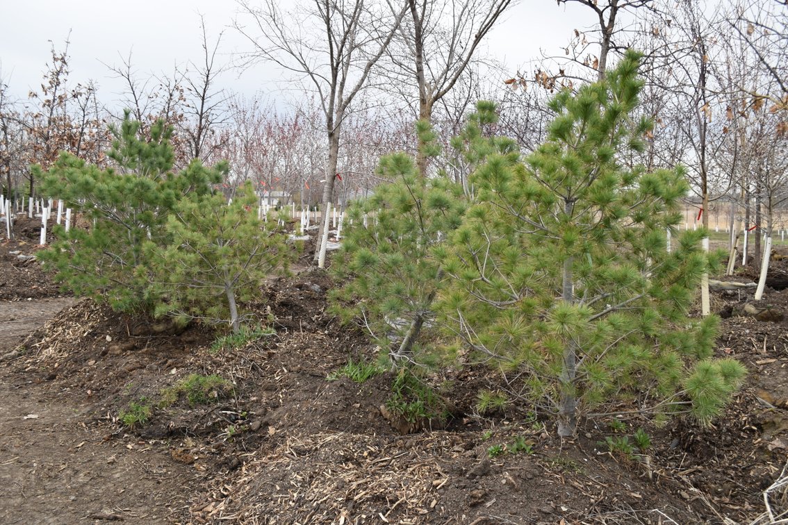 Spring Tree Auction