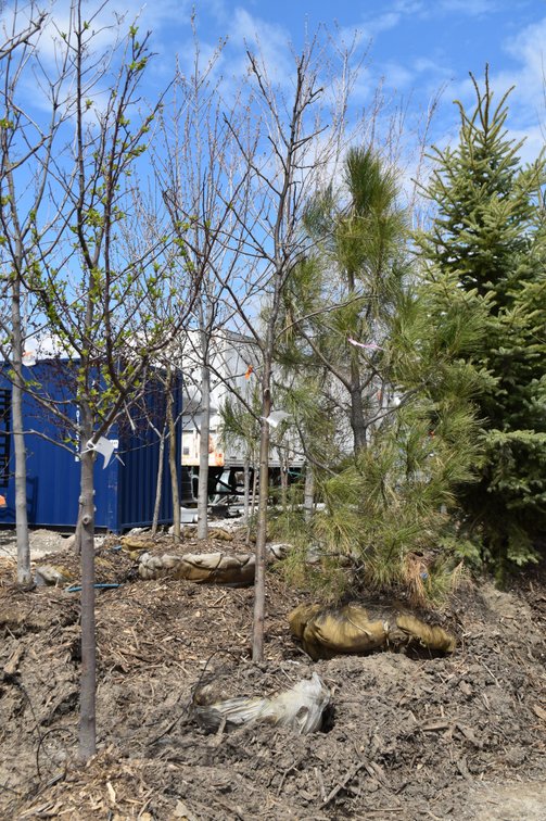 Tree Auction: 200+ Trees