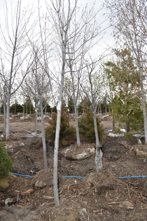 Tree Auction: 200+ Trees