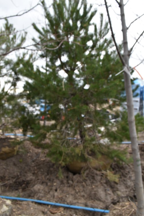 Tree Auction: 200+ Trees