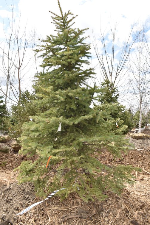 Tree Auction: 200+ Trees