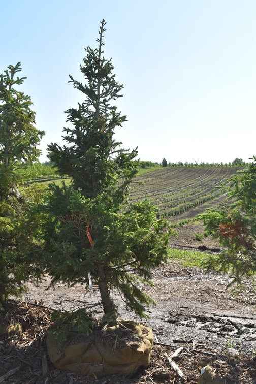 Black Hills Spruce, 7' Tall