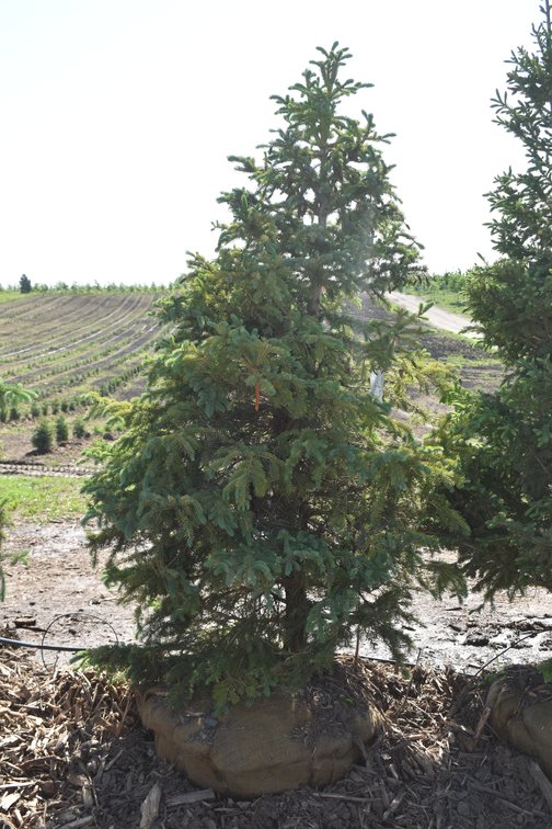 Black Hills Spruce, 6' Tall