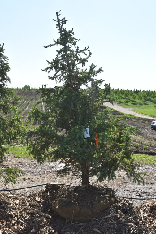 Black Hills Spruce, 7' Tall