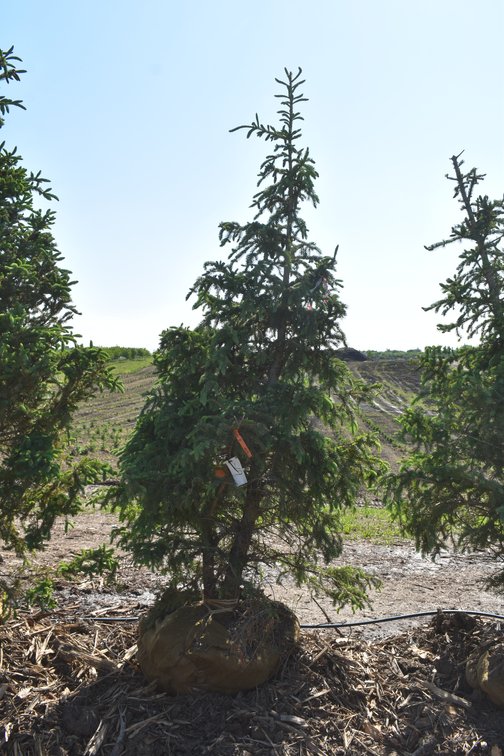 Black Hills Spruce, 7' Tall