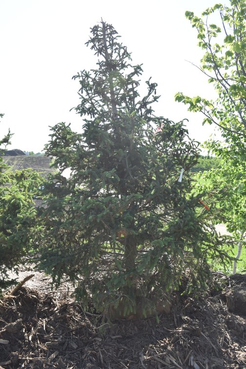 Black Hills Spruce, 8' Tall