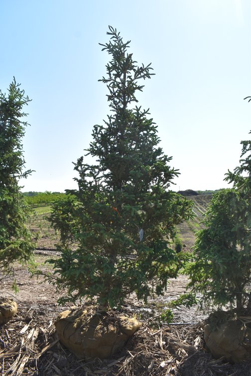 Black Hills Spruce, 9' Tall