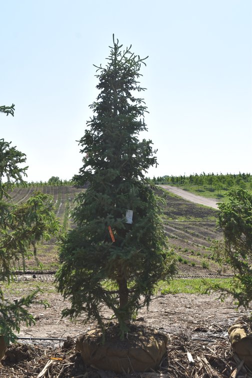 Black Hills Spruce, 8' Tall
