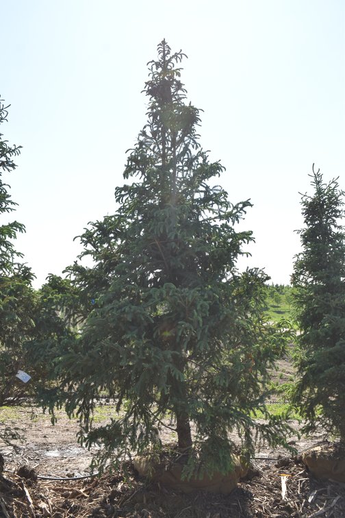 Black Hills Spruce, 11' Tall