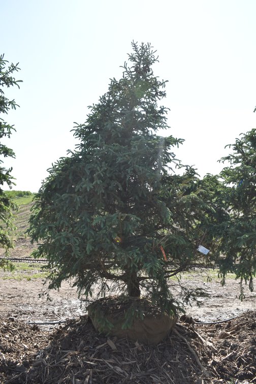 Black Hills Spruce 10' Tall