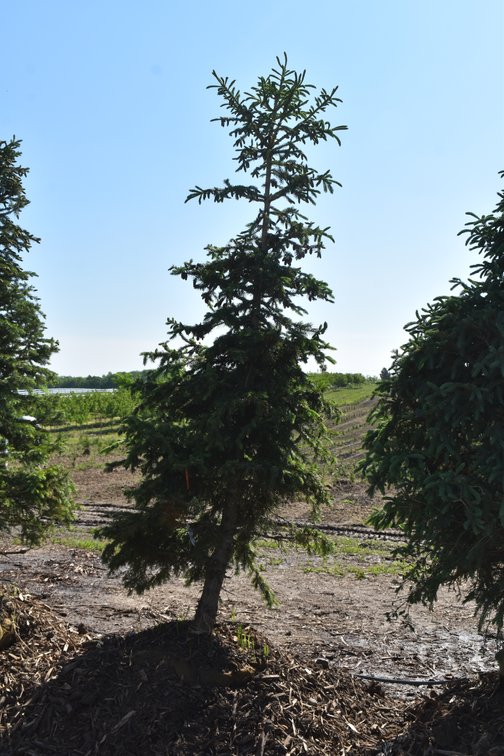 Black Hills Spruce, 9' Tall