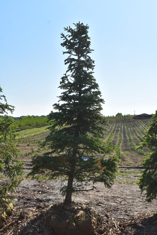 Black Hills Spruce, 7' Tall