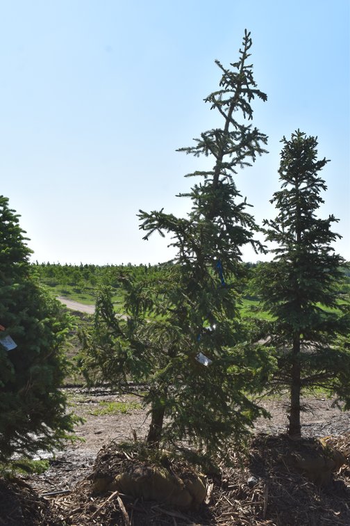 Black Hills Spruce, 8' Tall
