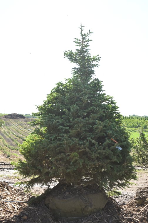Black Hills Spruce, 9' Tall