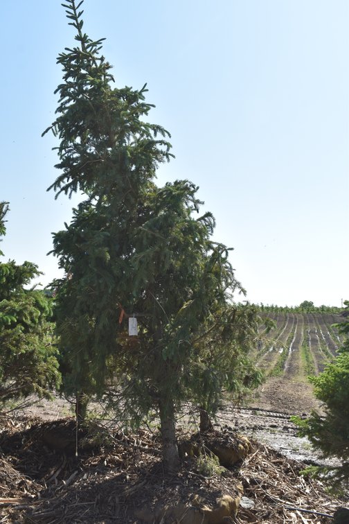 Black Hills Spruce, 9' Tall