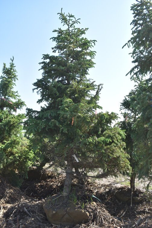 Black Hills Spruce 10' Tall