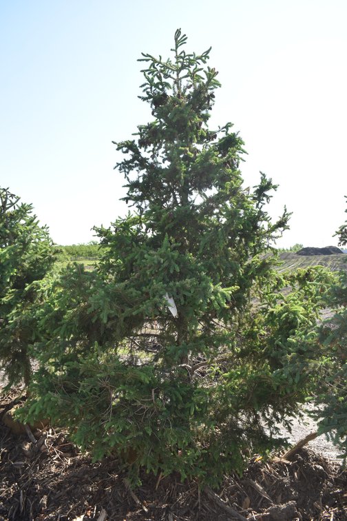 Black Hills Spruce, 8' Tall