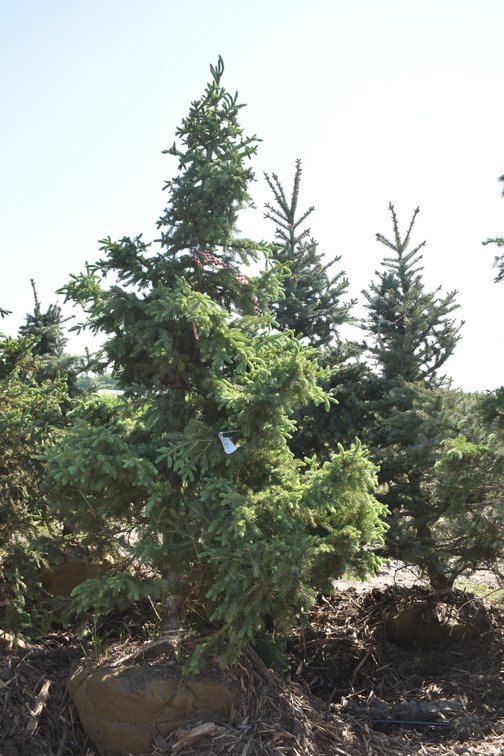 Black Hills Spruce, 8' Tall